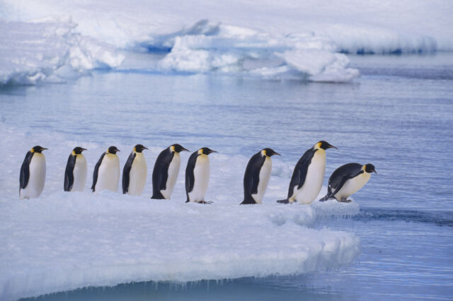 Emperor penguins line up at water's edge at Flutter Colony, Antarctica. Numbers of this charismatic species are decreasing; it is listed as <a href=157658053__near.html threatened</a> on the IUCN’s Red List.